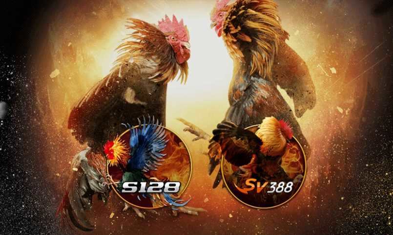S128 và SV388 là 2 nhà cung cấp đá gà online hàng đầu